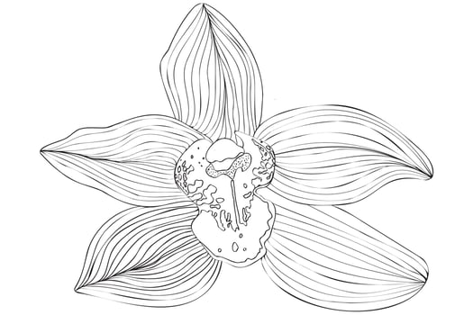 Black and white vector flower, line art, outline flower illustration, Floral drawing with black thin contour line isolated on white background.