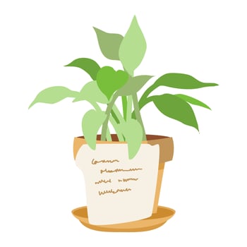 House plant on pottery in door. vector