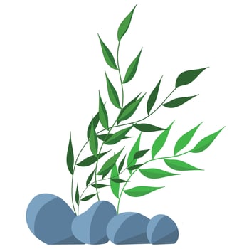 vector illustration of green algae with round leaves on a white background.