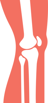 Human Knee Joint png