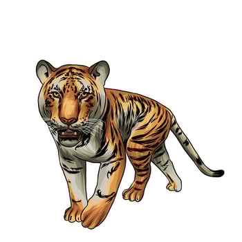 Bengal tiger Vector white background