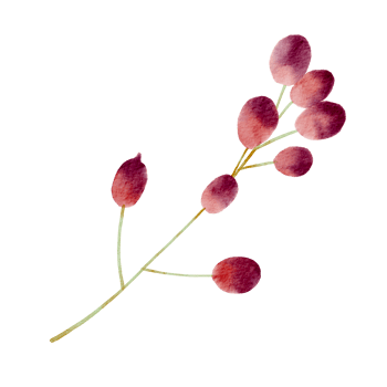 Natural branch watercolor png