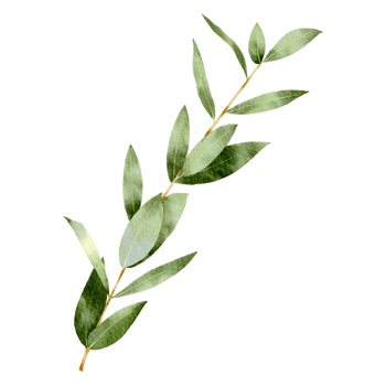 Natural branch watercolor png