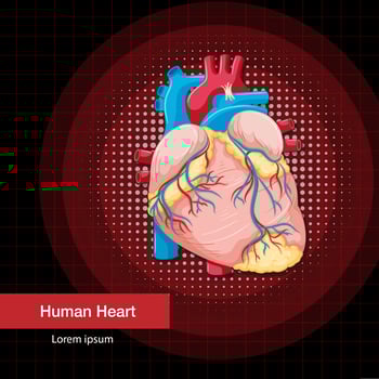 Human internal organ with heart vector