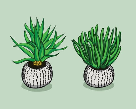 aloe vera vector illustration