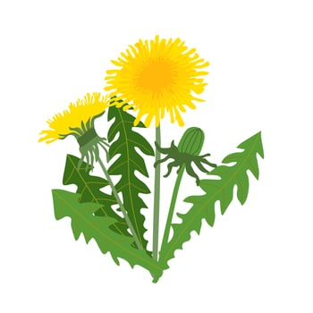 Vector illustration of yellow dandelion with green leaves