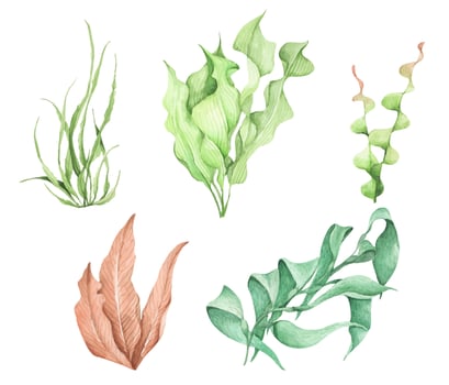 Seaweeds. Underwater ocean plants, sea coral elements. Watercolor illustration. vector