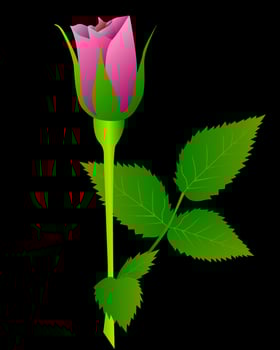 red rose with green leaves on a black background vector