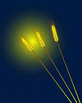 Wheat ears against a dark background vector
