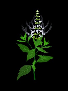 Kidney tea plant or Javanese tea, scientific name Orthosiphon aristatus, isolated on a dark background. vector illustration.
