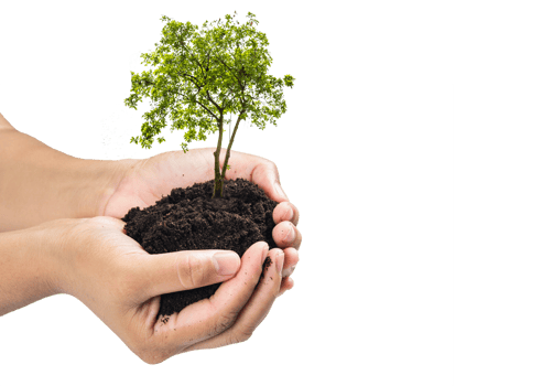 Hands holding a green young plant,small tree isolate background png