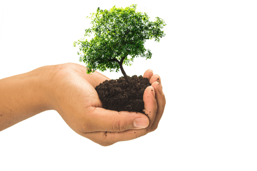 Hands holding a green young plant,small tree isolate background png