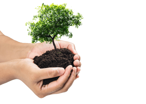 Hands holding a green young plant,small tree isolate background png