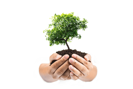 Hands holding a green young plant,small tree isolate background png