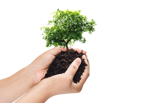 Hands holding a green young plant,small tree isolate background png