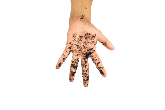 soil in hands , Hands dirty with clay black wheat in hands isolate background png