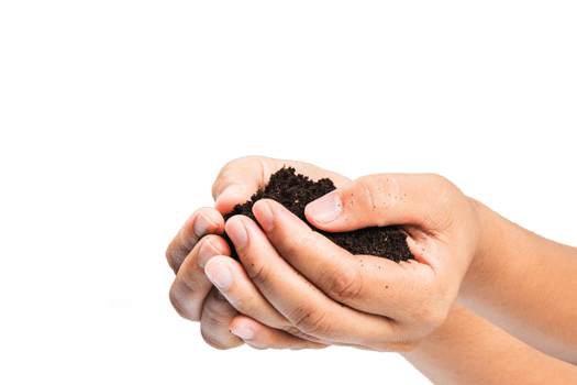 soil in hands , Hands dirty with clay black wheat in hands isolate background png