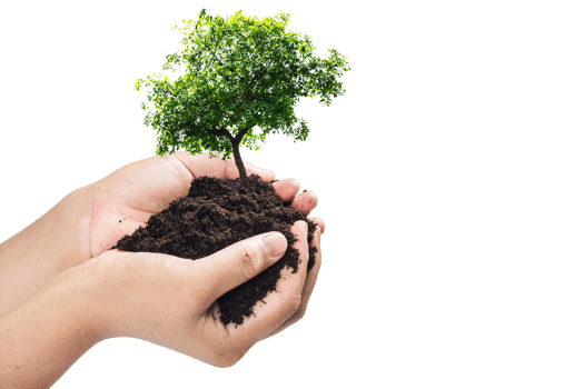Hands holding a green young plant,small tree isolate background png