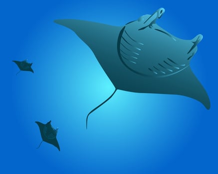 three sea stingrays swimming against the backdrop of blue waters vector
