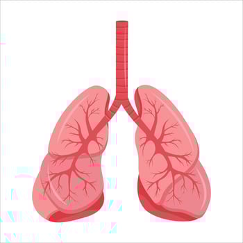 Diagram of human lungs and trachea, respiratory system, healthy lungs icon. Vector illustration isolated on a white background.