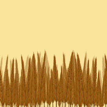 Wheat background illustration for nature and bread food theme vector