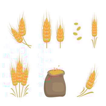 Set of golden ear of wheat, grains for making flour, baking bread and other food products and bag of seeds. Vector flat illustration