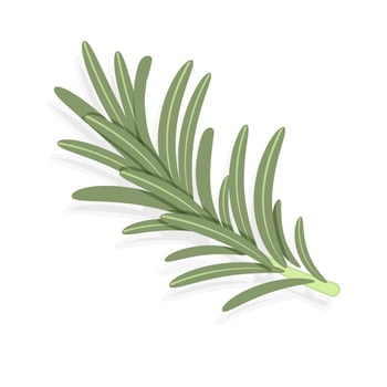 Green sprig of rosemary, flat style medicinal plant fragrant plant for seasoning, vector illustration isolated on white background