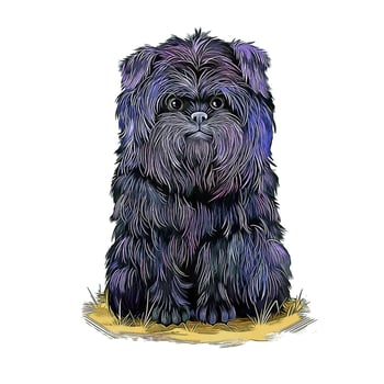 Affenpinscher Dog Watercolor Hand Drawn Sketch Paint Drawing Illustration vector