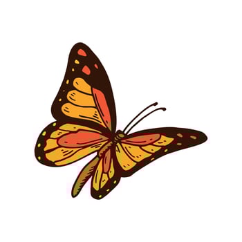 Hand drawn colorful orange Monarch butterfly. Vector illustration