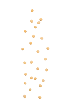 Falling soybeans cutout, Png file