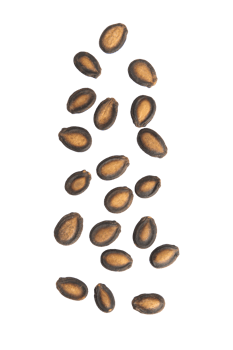 Falling watermelon seeds cutout, Png file