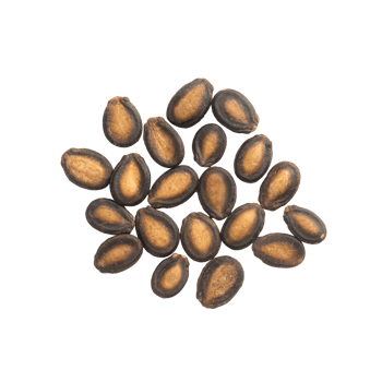 Falling watermelon seeds cutout, Png file