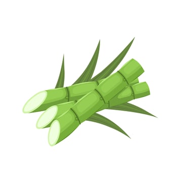 Vector illustration of sugarcane, isolated on white background, suitable as a packaging label for processed sugarcane products.