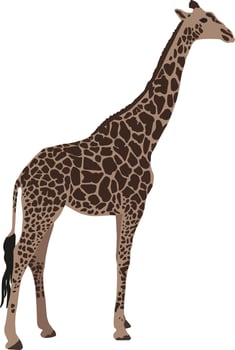 African savanna, standing giraffe. Wild animals of Africa. Realistic vector animal