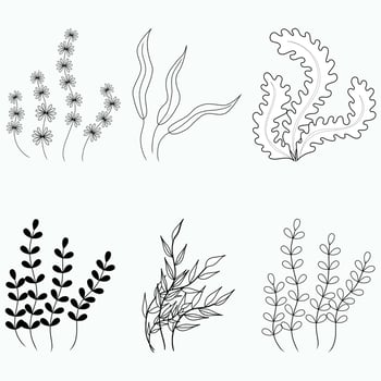 vector collection of marine plants. a set of contoured algae on a white background.