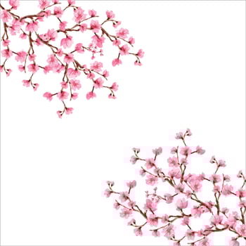 Cherry blossom, Sakura pink flowers background, Cherry blossom Spring flowers background, Background cherry blossom spring flower Japan vector