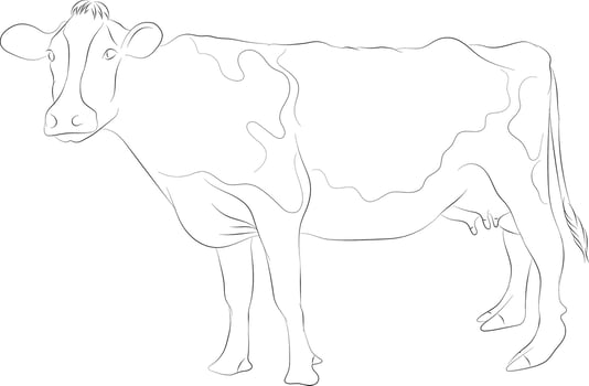 A Simple Drawing of a Cow Isolated in A White Background Illustration vector