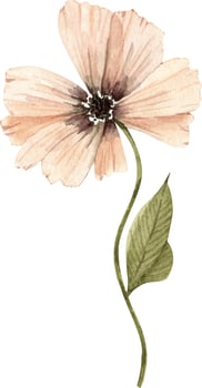 pink poppy flower illustration watercolor vector
