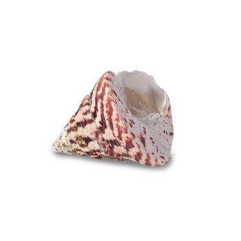 Seashell cutout, Png file