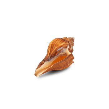 Seashell cutout, Png file