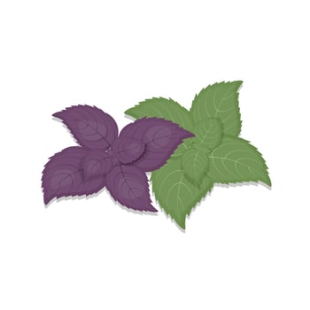 Green Basil Leaf and Purple Leaves Isolated on White Background Organic Product, Spices Vector Illustration