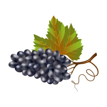 Blue wine ripe grapes with a leaf on a white background. A bunch of purple grapes close-up. Wine berries. Agricultural crop for winemaking. For logo, labels or icons. vector
