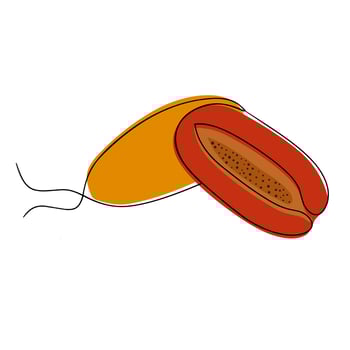 Papaya fruit vector illustration. whole papaya and sliced. In one line style. Great for fruit logos.