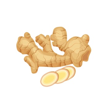 Vector illustration of fresh ginger with slices, isolated on white background.