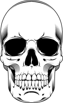 The image of the skull. Vector illustration. Isolated on white.