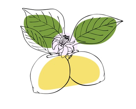 Lemon branch with leaves, fruits and flower, hand drawing doodling, contour, on a white background. vector