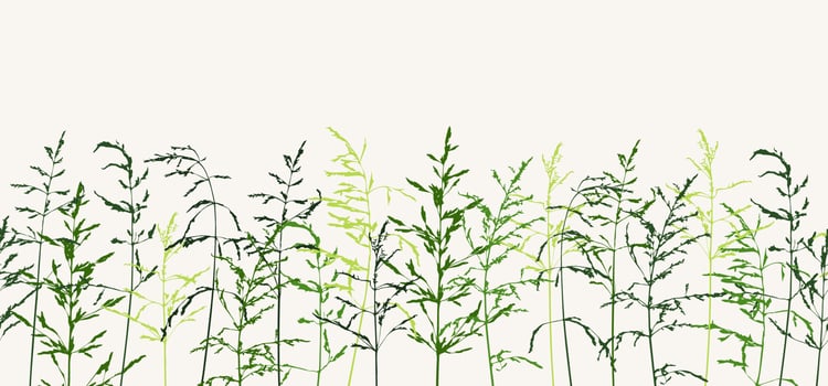 Seamless horizontal border with green delicate thin silhouettes of dry wild herbs. Simple wild grass background. Silhouette of meadow grass in row on light background. Vector