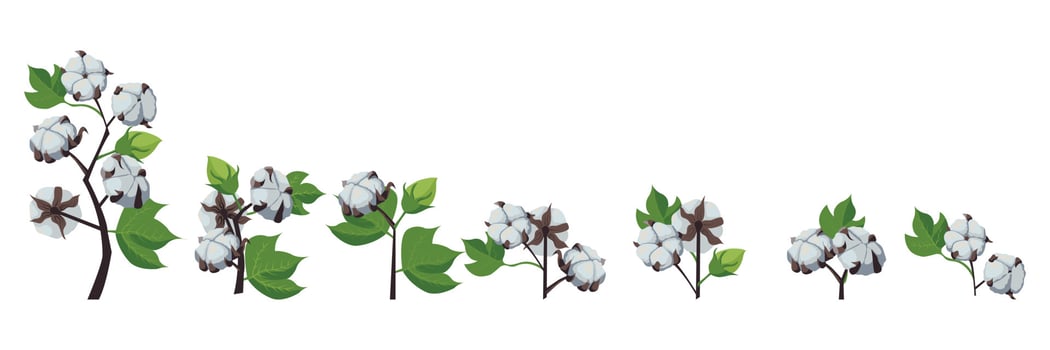 Set. A branch of a cotton plant. vector