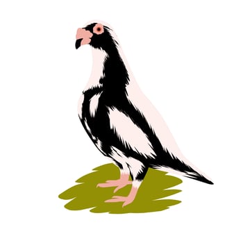 Vector illustration of an old male dove with a big nose. Pigeons carry letters. Isolated on a white background.