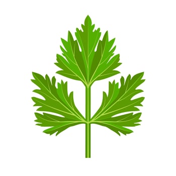 Fresh green parsley leaves on white background. Parsley isolated. Vector illustration.